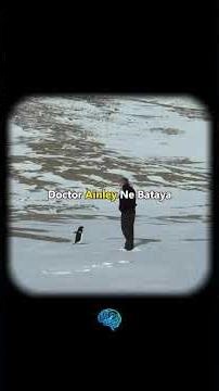Real & Emotional story of penguin