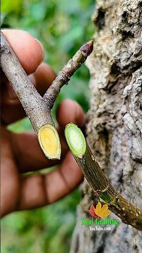 pear tree grafting-Easiest Grafting Technique for Beginners (Step by Step) #regrow