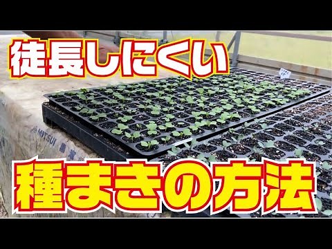 キャベツ種まきと徒長防止策【徒長】【秋蒔き】【種まき】【キャベツ】【カリフラワー】【籾殻燻炭】【高知】