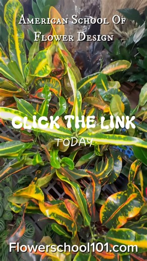 Ready to turn your love for flowers into a thriving career? 💐 🌺 Professional training 🌻 Real-world experience 🌹 Career-ready skills Don't wait – your floral design journey starts NOW! 👉 Flowerschool101.com #FloralDesign #FlowerSchool #FloralArrangement #FlowerDesigner #CareerChange #LearnFloralDesign #FloristLife #FlowerEducation #FloralArt #FlowerLovers #FloralCareer #AmericanSchoolOfFlowerDesign #Flowerschool101 #CreativeCareer #FloralTraining | American Schools of Flower Design