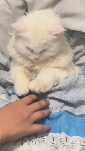 bano kitty❤️ on TikTok