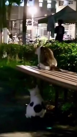 Cute Cats Playing Outdoors at Night