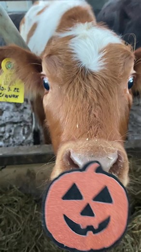 Spooky babies 👻 #cows #farmlife #calf