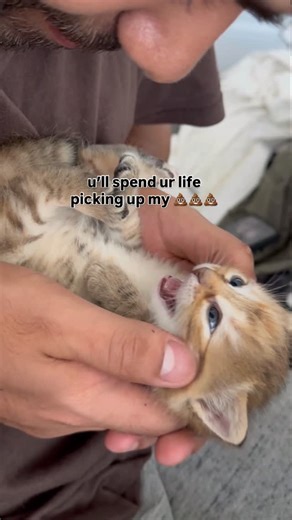 Fluffy Monsters 🤍 on Instagram: "Be honest, does she scare you Ona side note, I’m a professional cat translator feel free to donate money in my bio link for a cat translation session. Just send me the video and I will translate. #catsofinstagram #babycat #catlover #kitten #meow #catlife #catmemes #babykittens #kitty #whitecat #catfluencer"