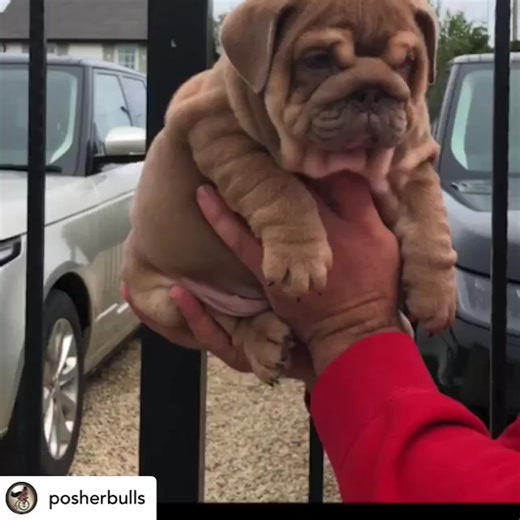 Adorable Puppies for Sale - Posher Bulls