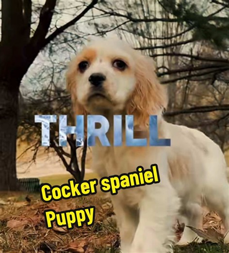 #cockerspaniel #puppy #dog #spaniel #pet | cocker spaniel