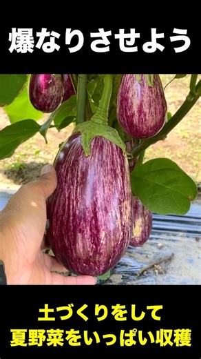 Easy and effective soil preparation [Azumin] #homegardening #agriculture