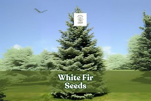 White Fir Tree Seeds: Abies Concolor, Evergreen Bonsai - Etsy