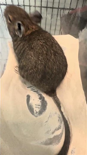 ASMR! Degu Playing In The Dust ✨🐿️✨ #degulife #pets #petvlog #cutepets #cute #degu #deguvlog #asmr