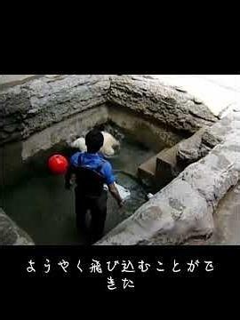 Heiwa the polar bear was abandoned by his mother on his first day of life #MustNotForget #animals...