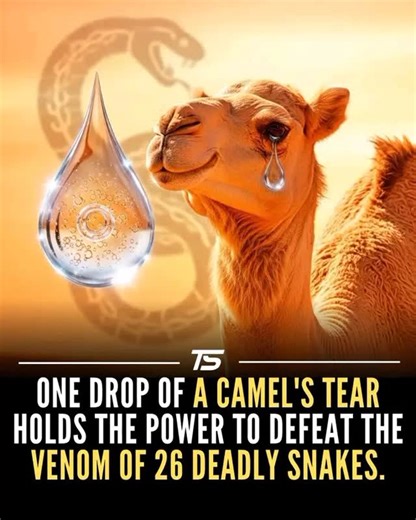 S.C.I.E.N.C.E on Instagram: "A surprising discovery in medical science has revealed that camel tears may hold powerful life-saving potential. In a 2021 study published in Scientific Reports, researchers from the United Arab Emirates and France found that camel tears contain unique antibodies capable of neutralizing venom from multiple snake species—a breakthrough that could reshape anti-venom development. Camels produce a rare form of antibodies known as nanobodies, which are much smaller and mo