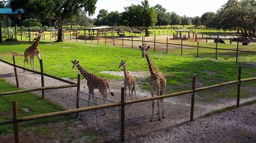 Nestled on nearly 50 acres next to Florida's second largest wilderness area is Giraffe Ranch. Take a peek inside with our latest video! | Giraffe Ranch