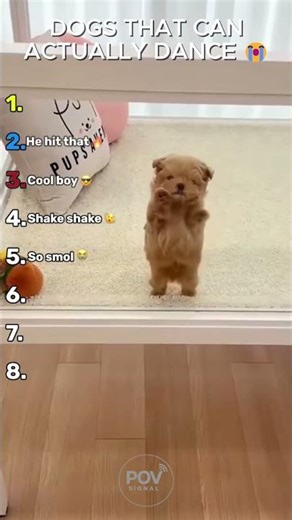 Ranking The Best Dancing Dog Moments 💃🐶 #shorts #funnydogs #dogvideos