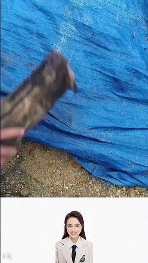 How to grow rice at home