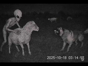 ALIEN Attack on Sheep