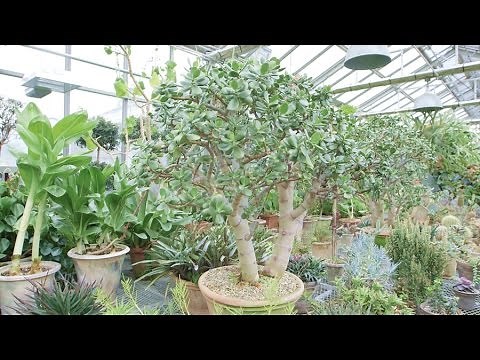 Go Out & About at Martha's Conservatory Greenhouse - Martha Stewart