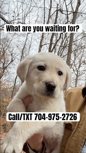 30 Years of Breeding Perfect Lab Puppies #labradorpuppies #dogs #shorts