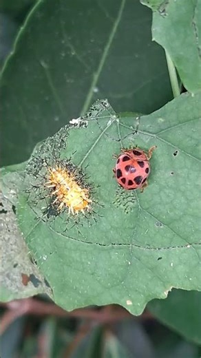 Larva and adult stages of the Mexican bean beetle