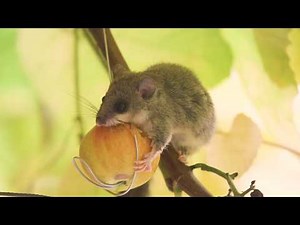 Il Ghiro e la mela (The Fat Dormouse and the Apple)