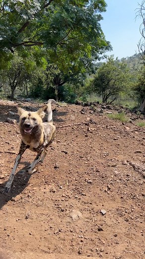 32K views · 454 reactions | Listen closely!  That's not birds, it's the African wild dogs talking! Experience their unique sounds up close only at Lion and Safari Park! #ExploreDiscover | Lion & Safari Park | Facebook