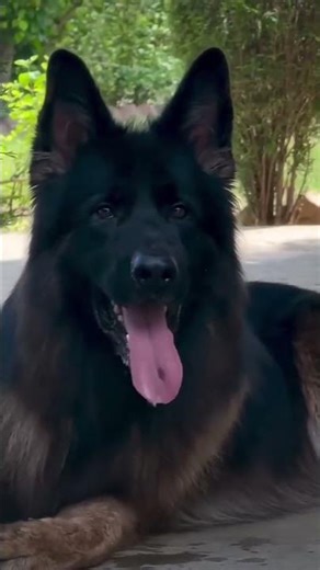 Why the Original German Shepherd is the Rarest Dog #germanshepherd #gsds #puppy