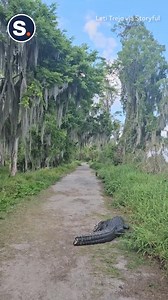 Why did the squirrel, alligator and raccoon cross the road...🐿️ 🦝 🐊 | storyful