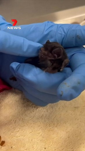 This Gould’s long-eared bat, nicknamed Bee, is on the mend after locals found on the ground in a local park at Werribee. The juvenile microbat underwent a full check-up at Werribee Open Range Zoo before she declared healthy enough to be released back into the park where she was found. 7NEWS at 6pm. #microbat #Werribee #7NEWS | 7NEWS Melbourne
