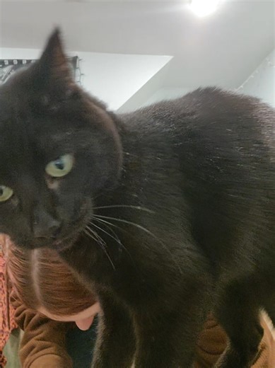 she's a vocal kitty. we're also upgrading litterboxes. I just ordered a fancy new one and we (me) are so excited! #catsoftiktok #dinnertime #blackcat #blackcatsoftiktok