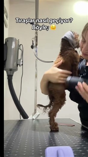 köpek tıraşı böyle geçiyor ✨| pet kuaför #dogshorts #grooming #petkuafor #dayinmylife