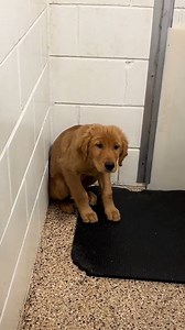 Good News!!! Taylor finally found a forever home ❤ | PupWeekly