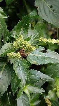 Apicoltura Apematta Toscana 2026 30 Gennaio Una Serie di Fioriture in Simbiosi Col Clima le Api