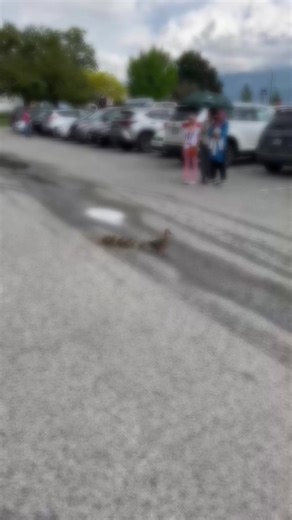 Cute adorable little duckies walking with their mama so delightful to see this as a mom❤️