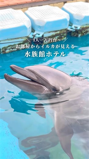 Staying here for just 10,000 yen per person 🐬 This aquarium hotel where you can see dolphins from...