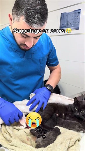Descente d’organes, prolapsus vag**in et utérus 😭 #chat #veterinaire #cat