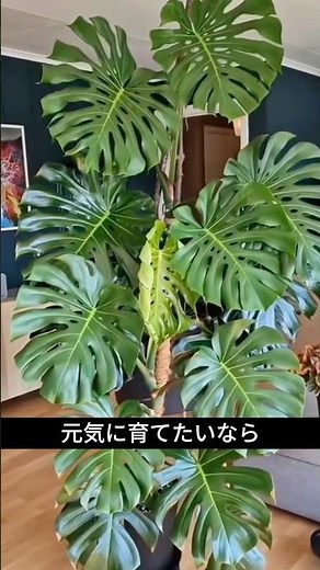How to Grow a Monstera | 3 Tips for a Thriving Plant