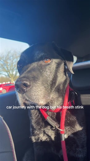Funny Dog Breath During Road Trip