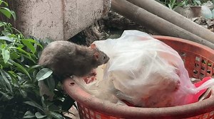 Rat is digging through the trash in the bin. dirty trash can. Mouse with dirty garbage. Rat run