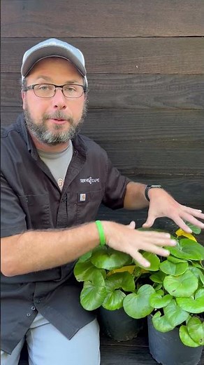 Giant Leopard Plant – Bold, Magical Foliage for Shade | ServeScape