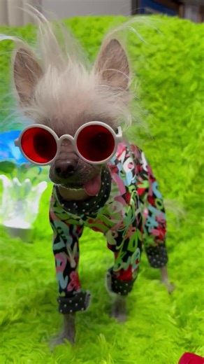 Adorable Chinese Crested Dogs on TikTok