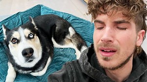 18K views · 394 reactions | The Most Emotional Pregnant Dog Rescue Ever! | Joey Graceffa | Facebook