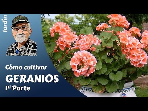 𝗚𝗘𝗥𝗔𝗡𝗜𝗢𝗦 1: HOW TO GROW GERANIUMS. COMPLETE GUIDE