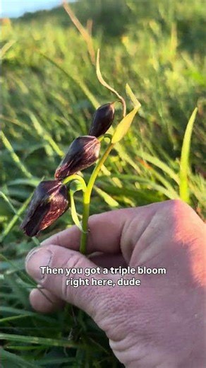 One Of Rarest Flowers In America - Endangered Lily