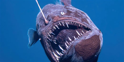 See it: Nightmarish deep-sea fish spotted swimming in shallower waters