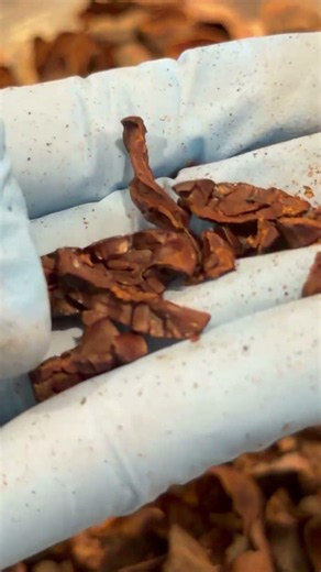 Hand Peeling Cacao Beans