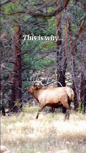 Dominant Bull Elk CHARGES Rival During Rut (Insane Bugle)