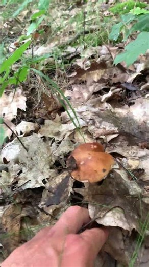 “Mushroom Hunting Gone Crazy!” #mushroom #fungi #nature #food #adventure #shorts #boletus
