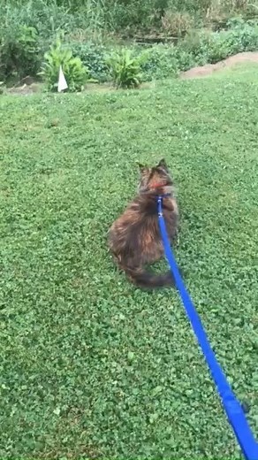 Have you ever wondered how we train cats to Invisible Fence? Gently & patiently! Here you can see Ari from Big Flats learning her boundaries. Soon enough she will be off leash and enjoying her whole yard all while staying safe at home! | Invisible Fence of Upstate NY