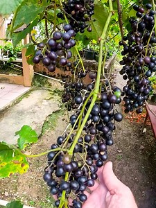 Brutal 🍇🍒🥝 un Jardin de Uvas y Frutas en PR 15 Diferentes ❤️🇵🇷 Blackberry.. Fresas.. Kiwi.. Te Venden los Palitos !! | Puerto Rico desde el Aire