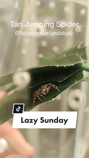 Mini_RoboMuppets on TikTok