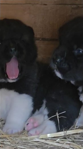 3-Week-Old Akita Puppies Showing Early Bonding 🐾 Pure Instinct